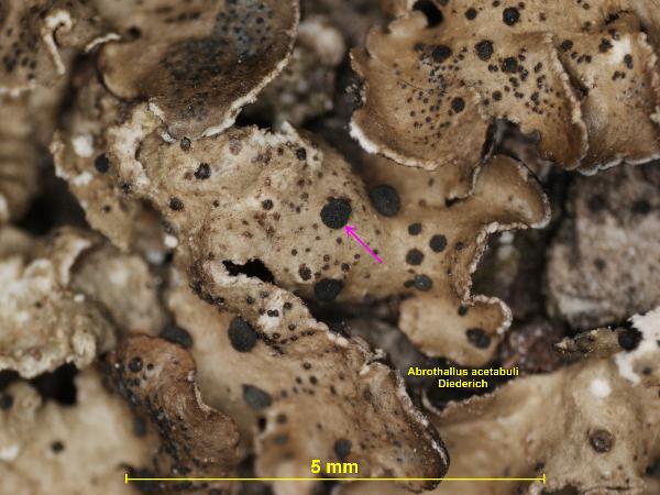 Abrothallus acetabuli Diederich
