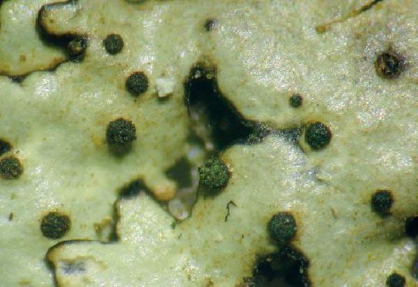 Abrothallus caerulescens I. Kotte