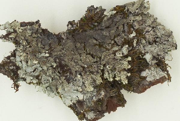 Abrothallus hypotrachynae Etayo & Diederich