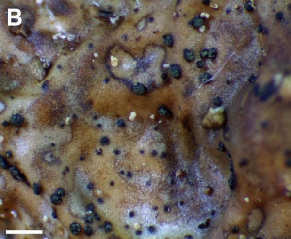 Abrothallus puntilloi Brackel