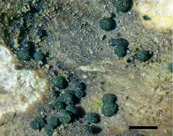 Abrothallus teloschistis Brackel, Pérez-Ortega & Suija