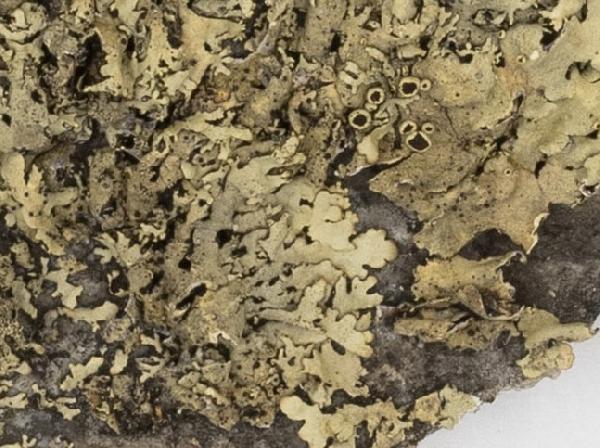 Abrothallus tulasnei M.S. Cole & D. Hawksw.