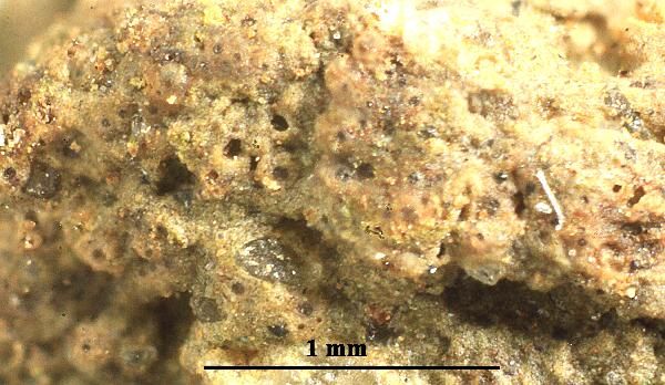 Absconditella termitariicola Aptroot & M. Cáceres