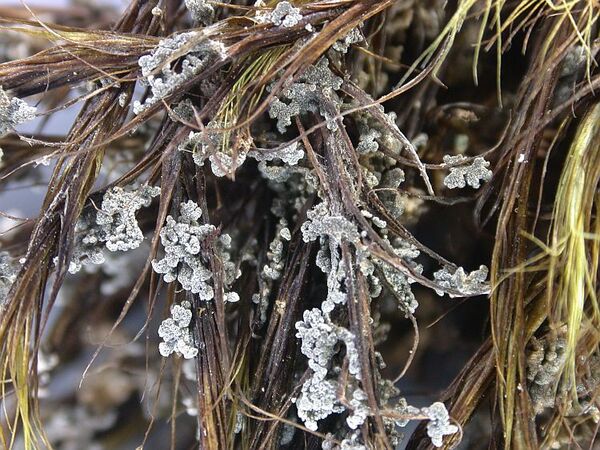 Acantholichen pannarioides P.M. Jørg.