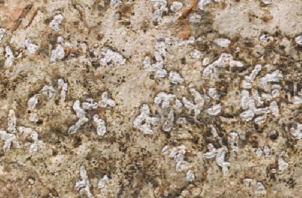 Acanthothecis asprocarpa (A.W. Archer) A.W. Archer