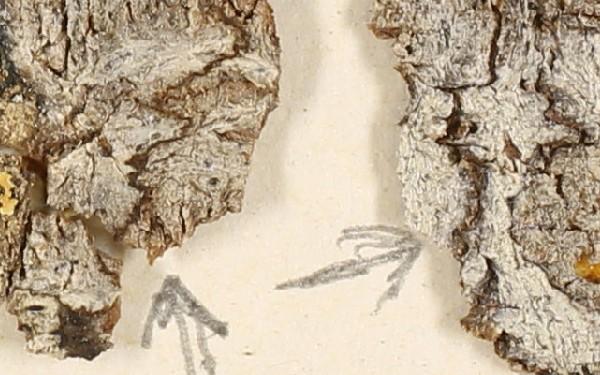 Acanthothecis bicellulata Staiger & Kalb