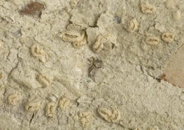 Acanthothecis clavulifera (Vain.) Staiger & Kalb