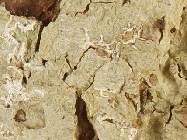 Acanthothecis consocians (Nyl.) Staiger & Kalb