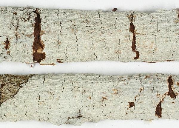Acanthothecis farinosa Staiger & Kalb