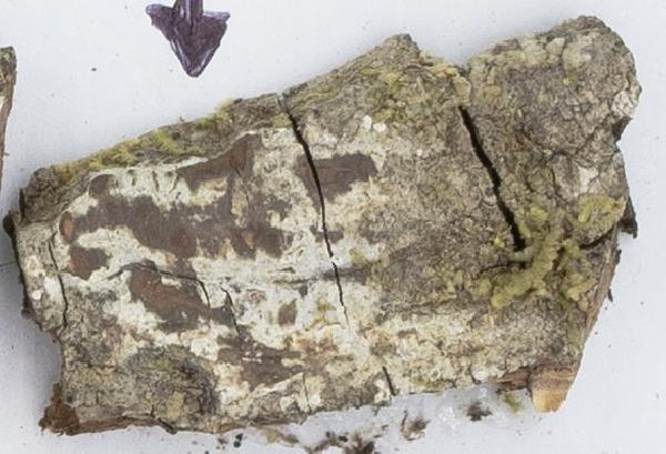 Acanthothecis fontana Muscavitch & Lendemer