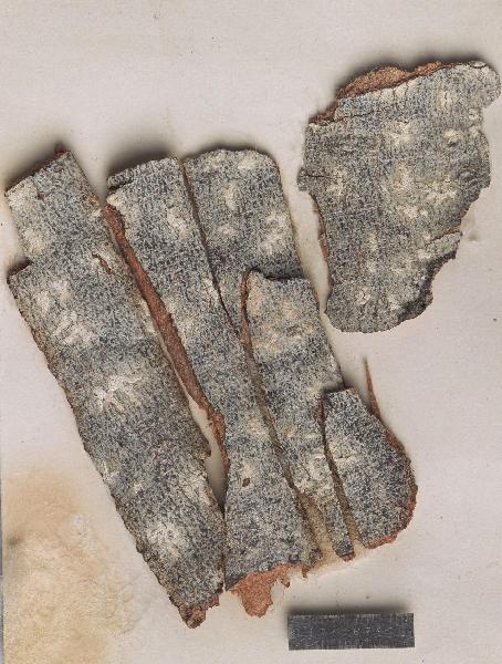 Acanthothecis gyridia (Stirt.) A.W. Archer