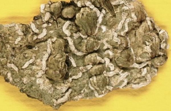 Acanthothecis maritima van den Boom & Sipman