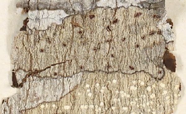Acanthothecis mirabilis Staiger & Kalb