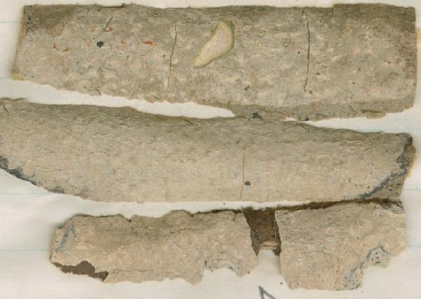 Acanthothecis mosquitensis (Tuck.) E.A. Tripp & Lendemer