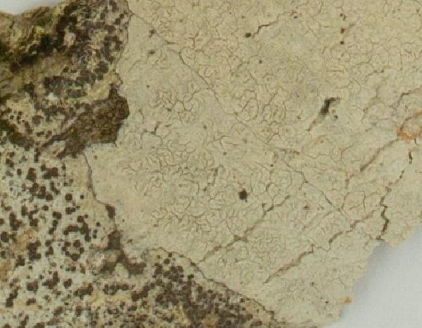 Acanthothecis poitaeoides (Nyl. ex Tuck.) E.A. Tripp & Lendemer