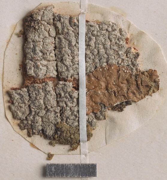 Acanthothecis subaggregans (Müll. Arg.) A.W. Archer