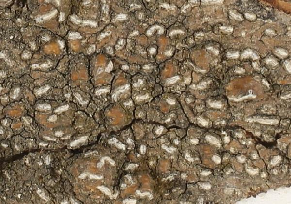 Acanthothecis subclavulifera Staiger & Kalb