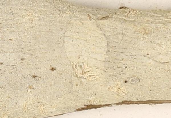 Acanthothecis tetraphora (Nyl.) Staiger & Kalb