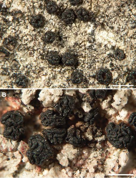 Acarospora anthracina K. Knudsen, Kocourk. & Kondrysová
