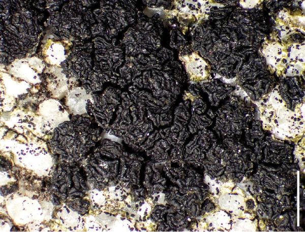 Acarospora aquatica K. Knudsen, Kocourk. & Kondrysová