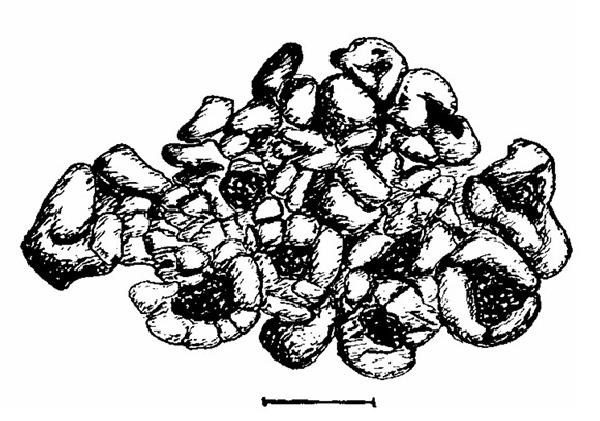 Acarospora aspera H. Magn.