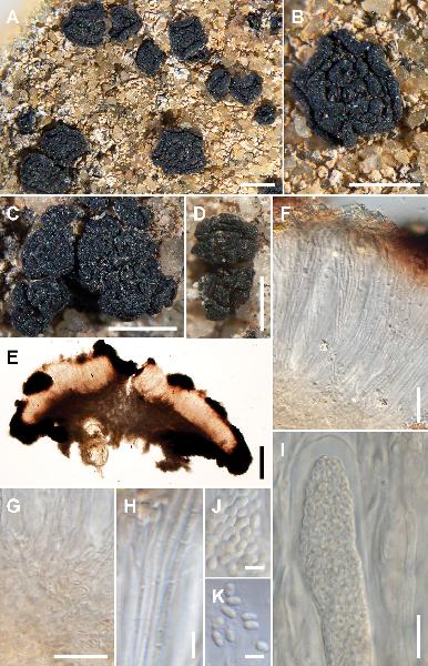 Acarospora austrooccidentalis K. Knudsen, Kocourk. & Kondrysová