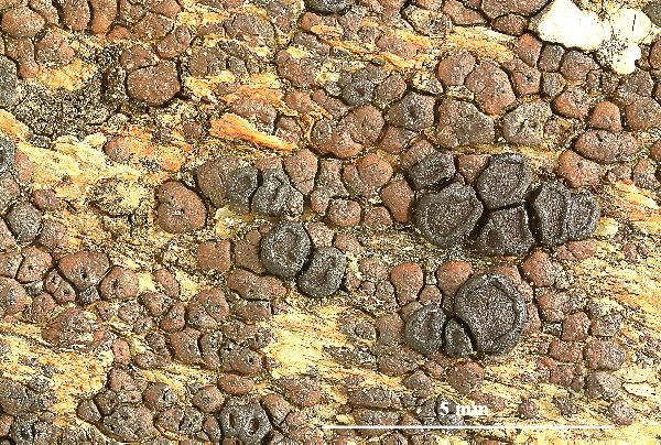 Acarospora badiofusca (Nyl.) Th. Fr.