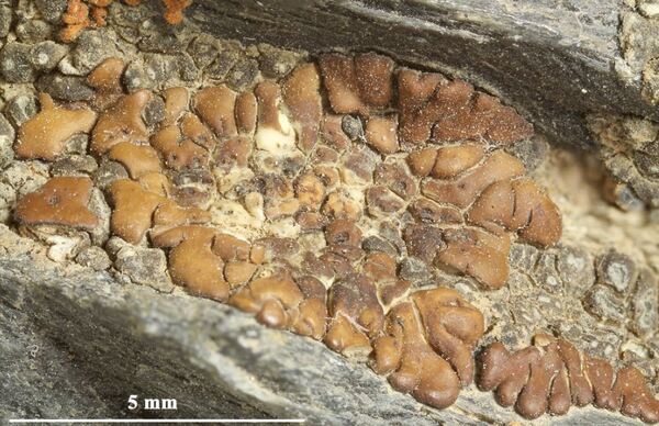 Acarospora bohlinii H. Magn.