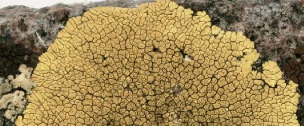 Acarospora boliviana H. Magn.