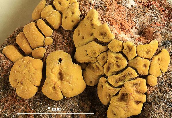 Acarospora charidema (D.S. Clemente) Llimona