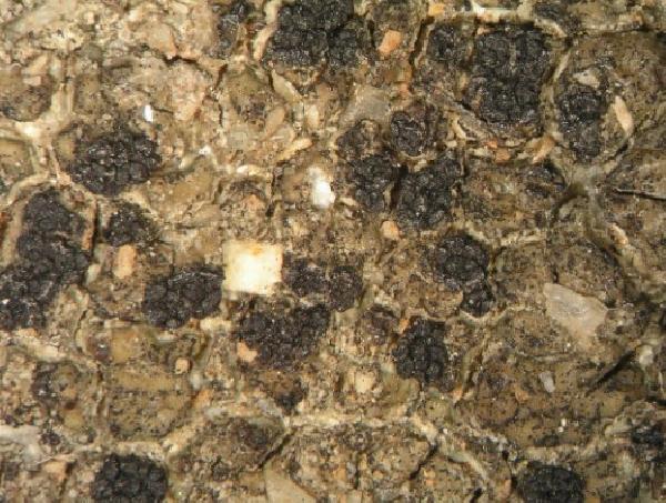 Acarospora destructans K. Knudsen, Kocourk. & Hodková