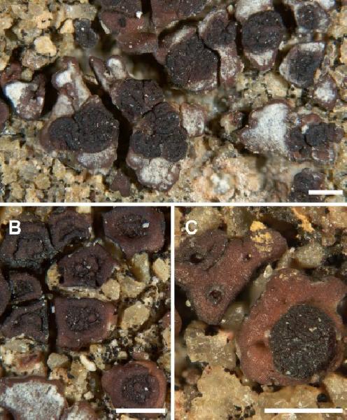 Acarospora eganiana K. Knudsen, Kocourk. & Hodková