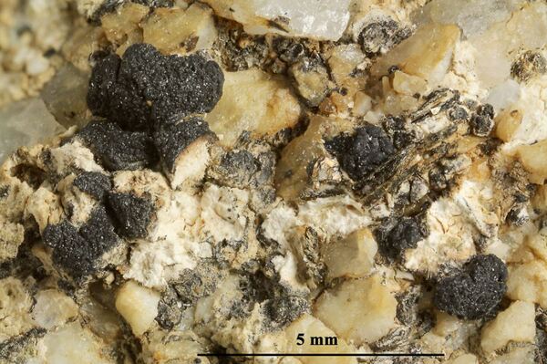 Acarospora gyrocarpa (H. Magn.) K. Knudsen & M. Westb.