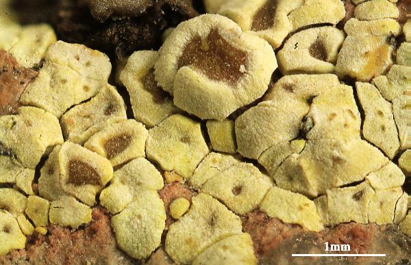 Acarospora heufleriana var. massiliensis Harm.