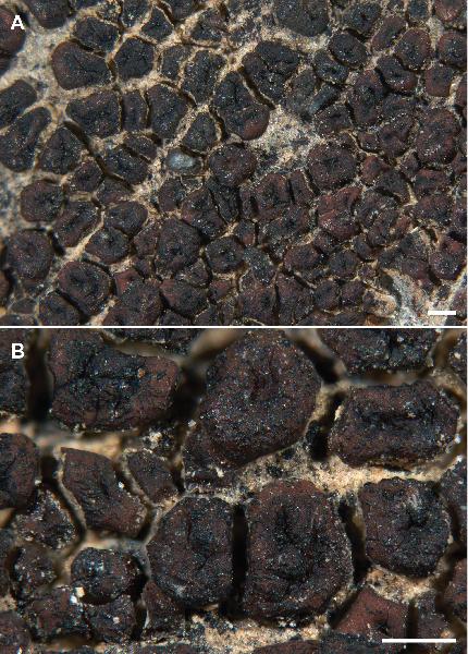Acarospora indistincta K. Knudsen, Kocourk. & Hodková