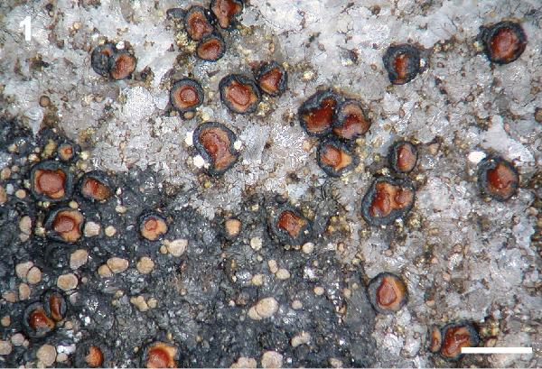 Acarospora insignis H. Magn.