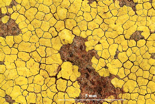 Acarospora maroccana B. de Lesd.