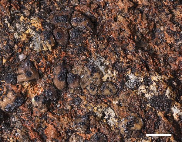 Acarospora minuta K. Knudsen, J.W. McCarthy & Kondrysová