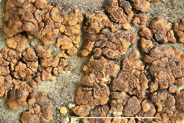 Acarospora montana H. Magn.