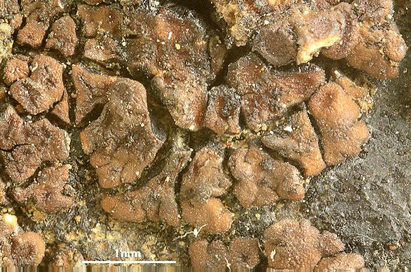 Acarospora moraviae H. Magn.