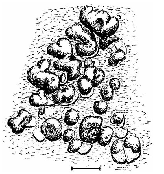 Acarospora nitida H. Magn.