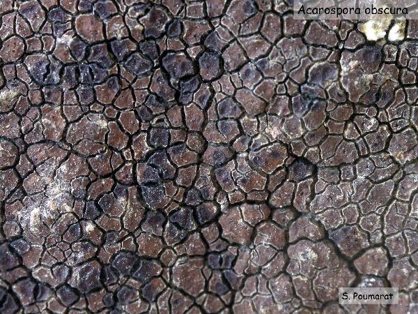 Acarospora obscura H. Magn.