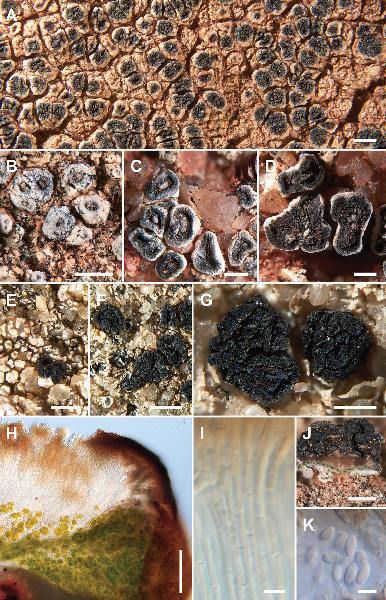 Acarospora oscurensis K. Knudsen, Kocourk. & Kondrysová