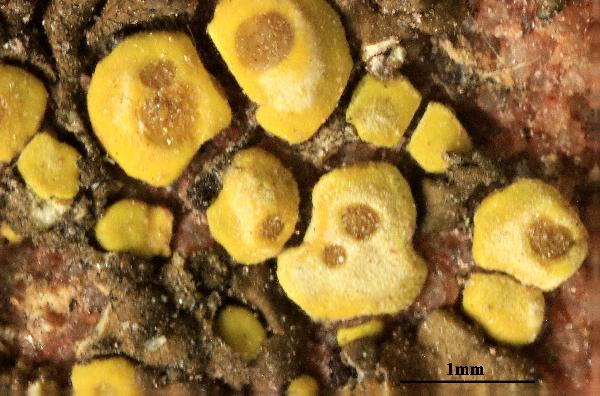 Acarospora perpulchra Hue