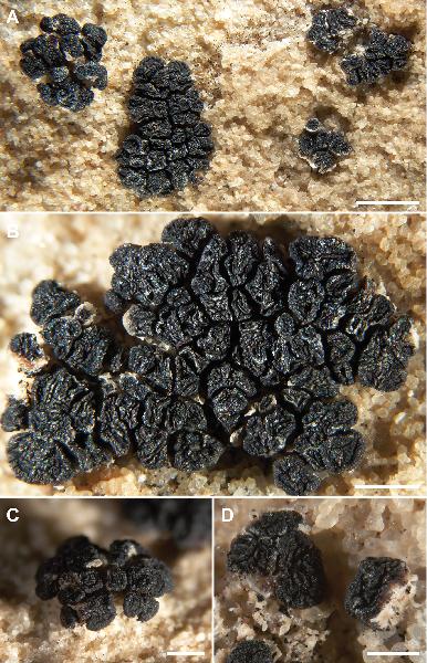 Acarospora profusa K. Knudsen, Kocourk. & Kondrysová