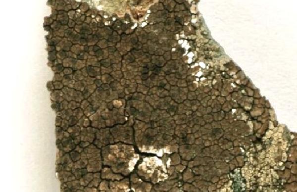 Acarospora pseudofuscata Sipman