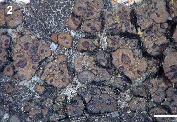 Acarospora pyrenopsoides H. Magn.