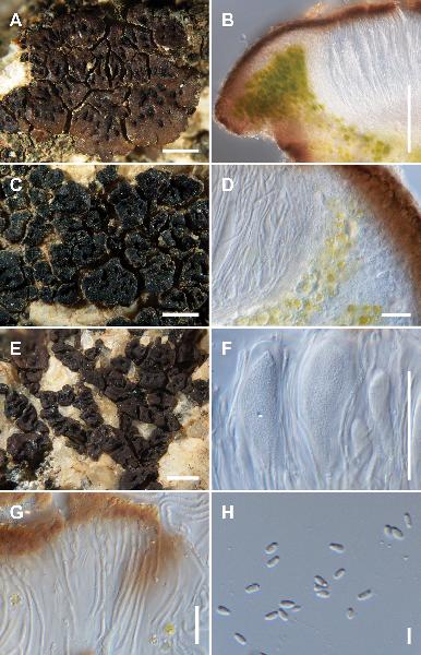 Acarospora tejonensis K. Knudsen & Kocourk.