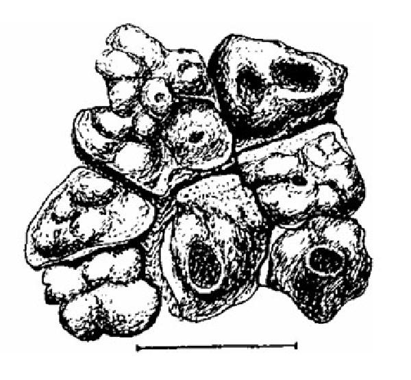 Acarospora tuberculata H. Magn.