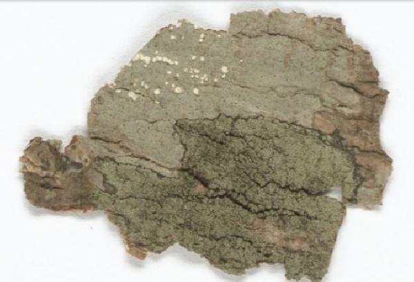 Aciculopsora cinerea M. Cáceres & Lücking